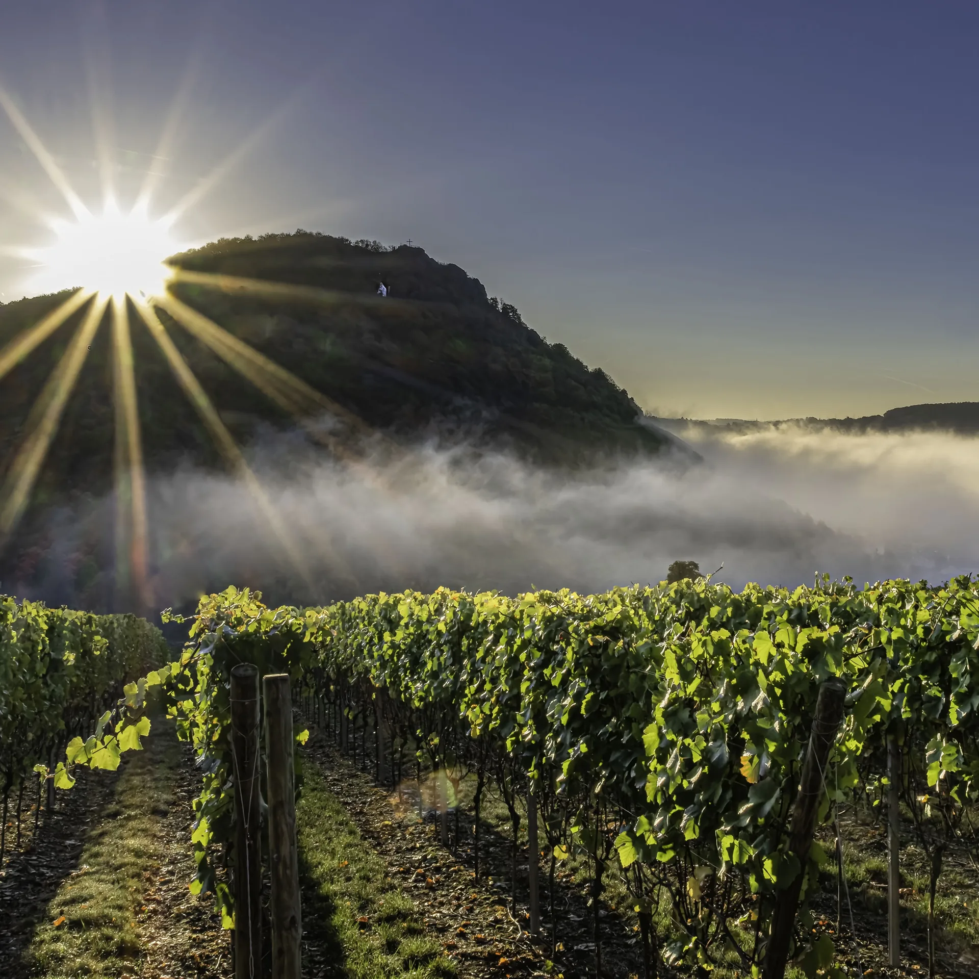 Sonnenstrahlen über nebelverhangenen Weinbergen