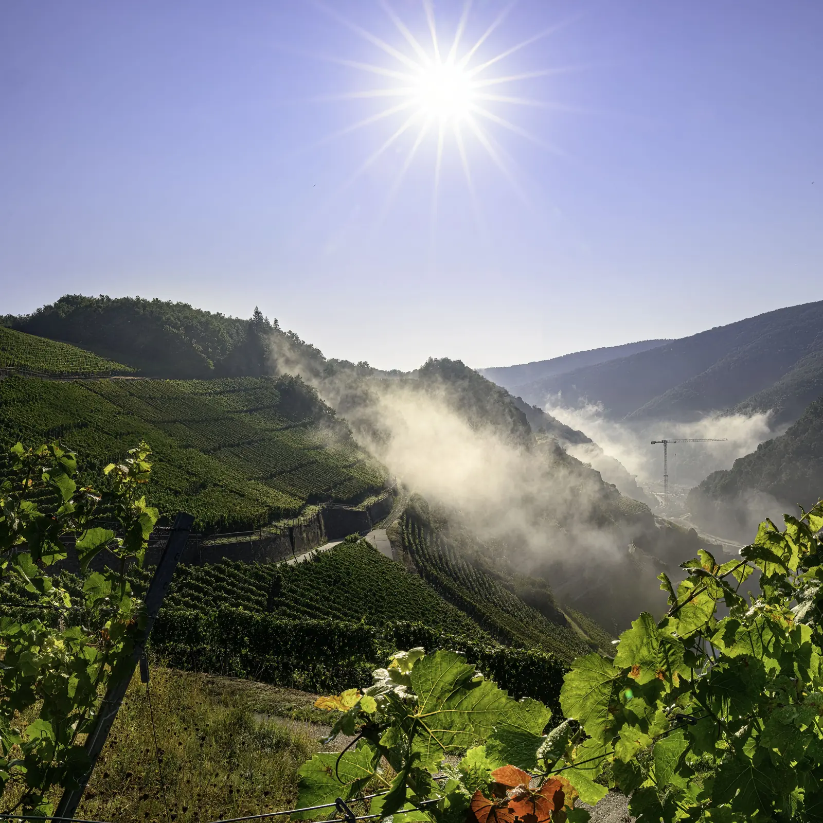 Weinbergterrassen und Nebel im Tal
